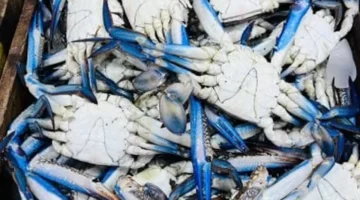 أسعار المرجان والأسماك بكفر الشيخ تصل إلى 40 جنيهاً الجمعة 28 نوفمبر 2025